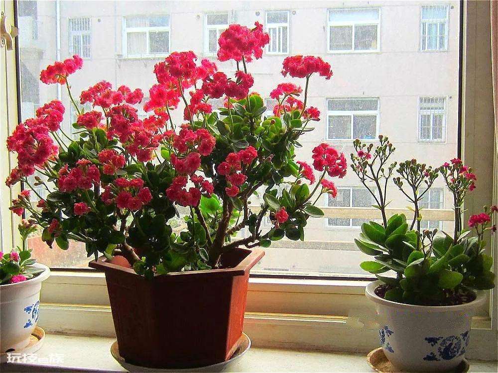玉树可以嫁接哪些花卉易成活(玉树长寿花嫁接正合适)-图片7